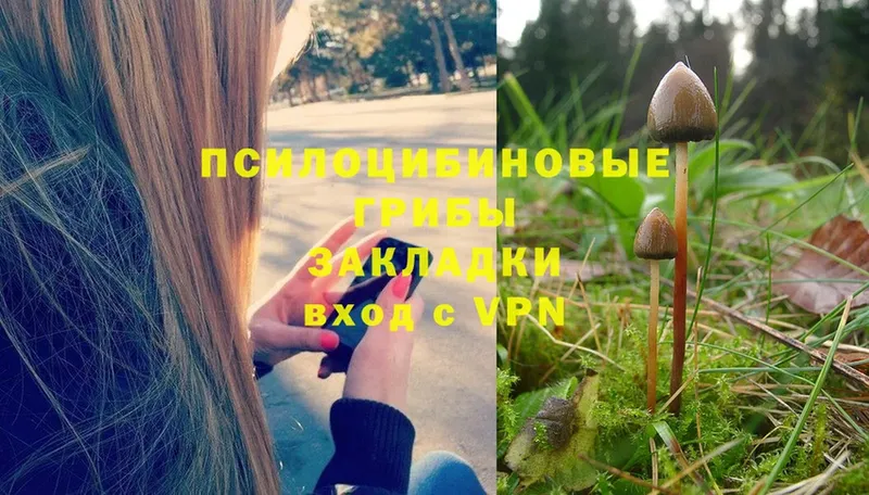 цена наркотик  Боготол  Галлюциногенные грибы Magic Shrooms 